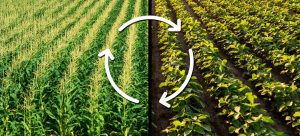 Crop Diversification and Improved Varieties