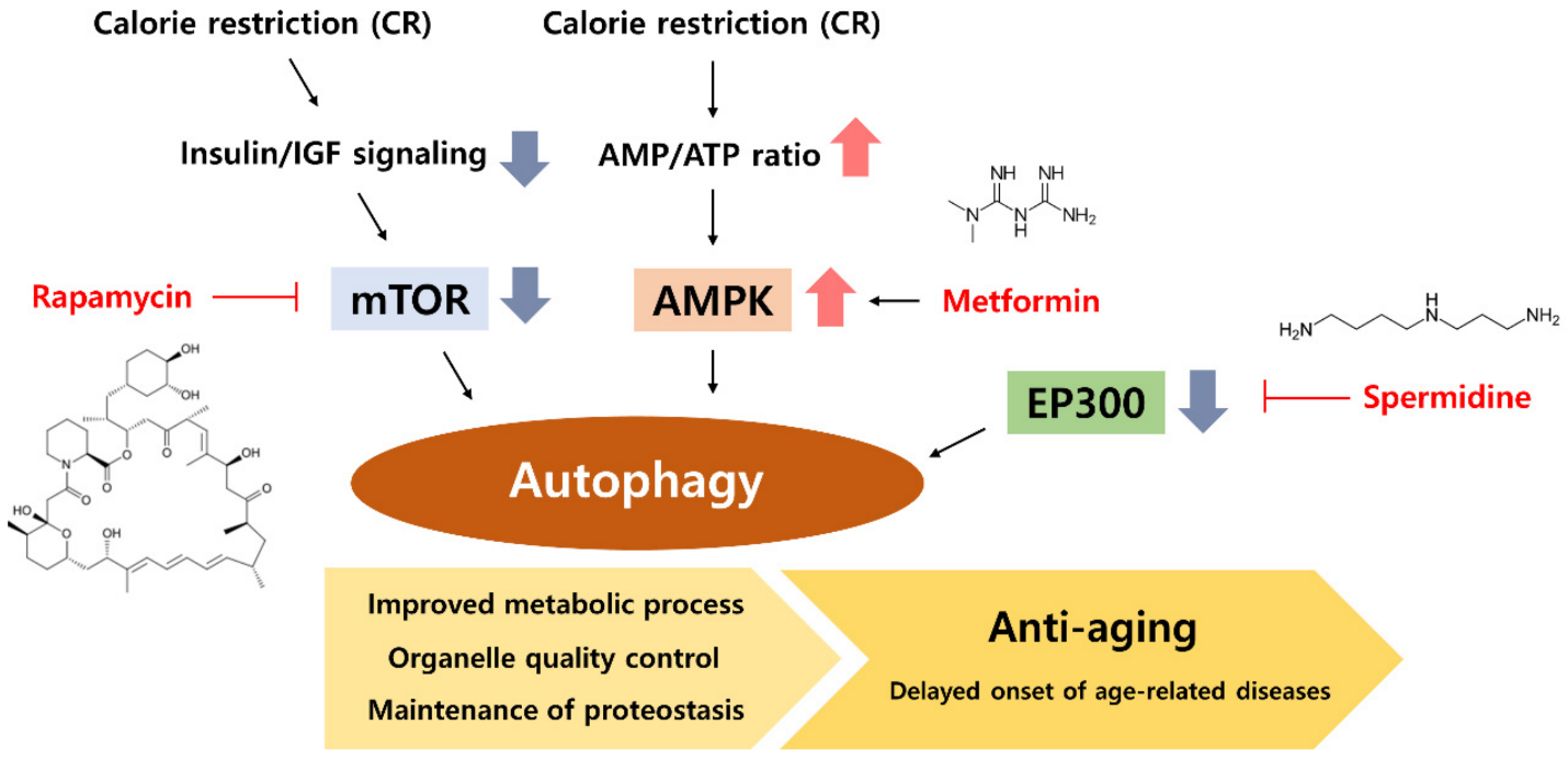 Trends in Anti-Aging Research: Extending Healthy Lifespan