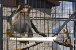 monkeys south carolina