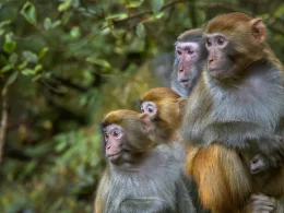 monkeys south carolina