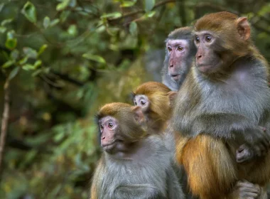 monkeys south carolina