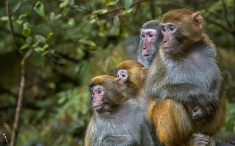 monkeys south carolina