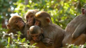 monkeys south carolina