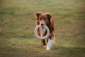 The Best Ways to Train Your Dog