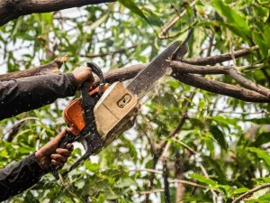 tree trimming