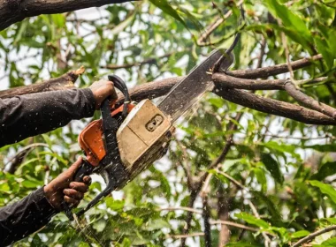 tree trimming