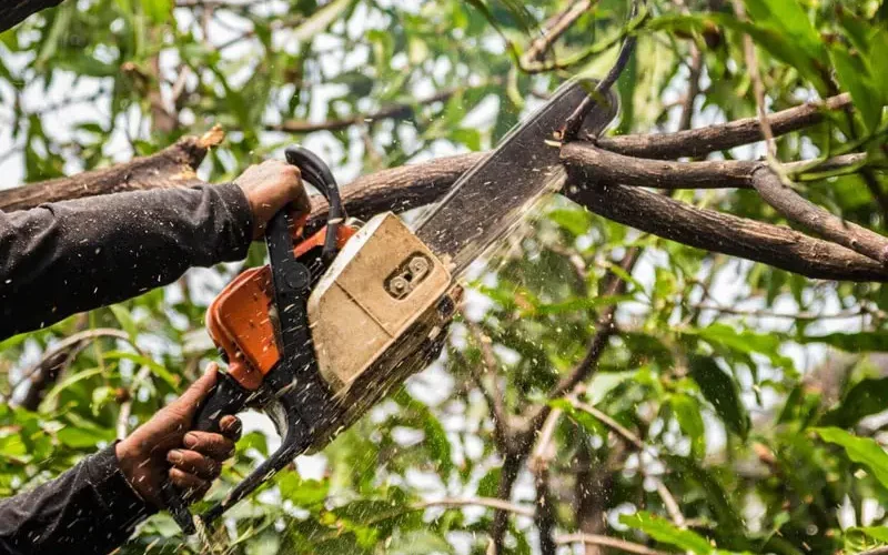 tree trimming