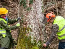 Tree Stump Removal Service