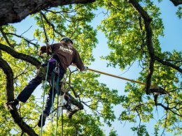 affordable tree service