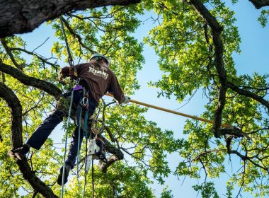 affordable tree service