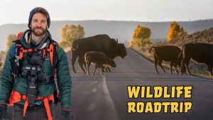 Road Trips for Wildlife Enthusiasts