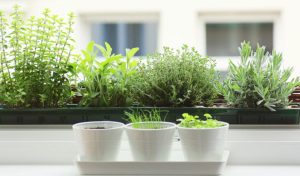 How to Cultivate a Thriving Indoor Herb Garden in Your Home!