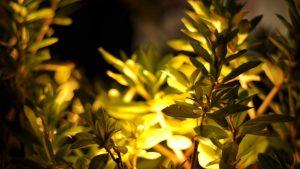 How to Cultivate a Thriving Indoor Herb Garden in Your Home!