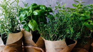How to Cultivate a Thriving Indoor Herb Garden in Your Home!