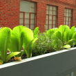 Compact Balcony Vegetable Patch: Growing Fresh Urban Veggies