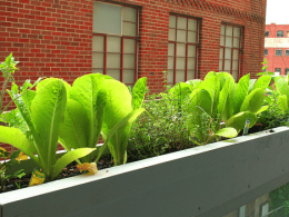 Compact Balcony Vegetable Patch: Growing Fresh Urban Veggies