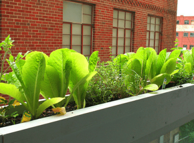 Compact Balcony Vegetable Patch: Growing Fresh Urban Veggies