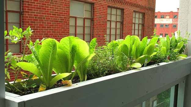 Compact Balcony Vegetable Patch: Growing Fresh Urban Veggies