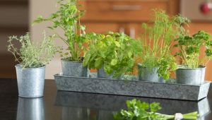 How to Cultivate a Thriving Indoor Herb Garden in Your Home!