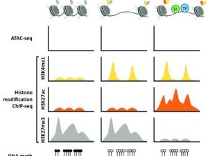 How-to-Identify-Gene-Promoters-and-Enhancers-by-ChIP-Seq-1