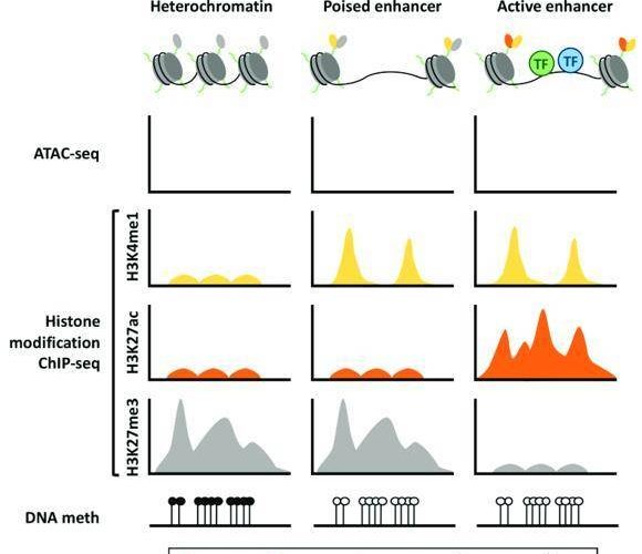How-to-Identify-Gene-Promoters-and-Enhancers-by-ChIP-Seq-1