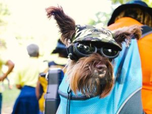 dog holder sling
