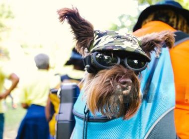 dog holder sling