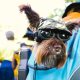 dog holder sling