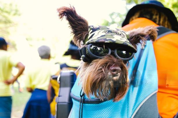 dog holder sling