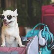 pet sling carriers for dogs