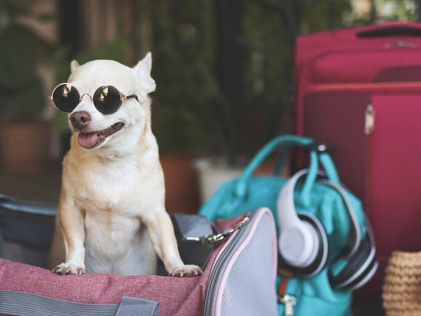 pet sling carriers for dogs