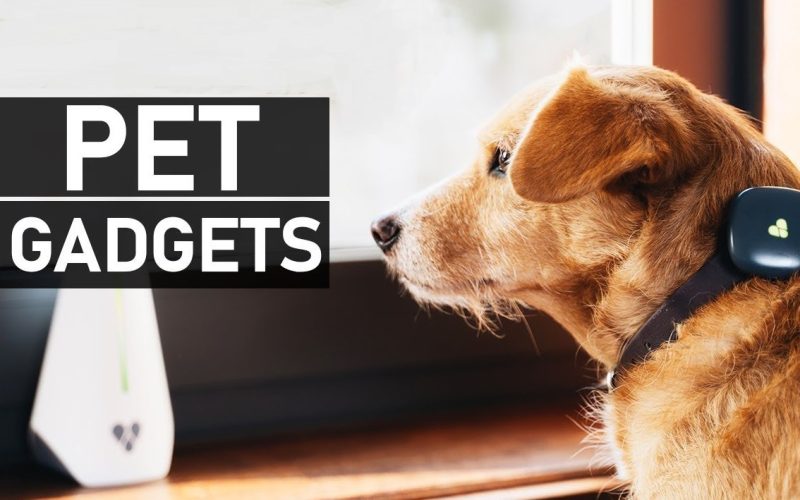 Smart Pet Gadgets 2025