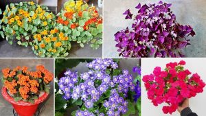 Summer Flowering Plants in India