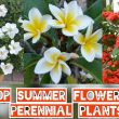 Summer Flowering Plants in India