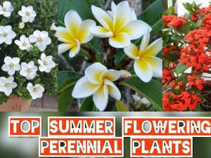 Summer Flowering Plants in India