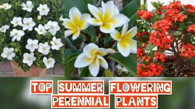 Summer Flowering Plants in India