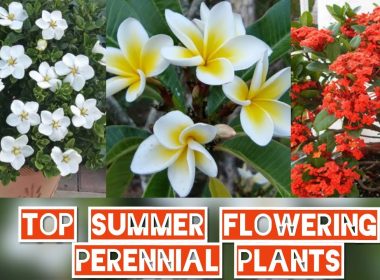 Summer Flowering Plants in India
