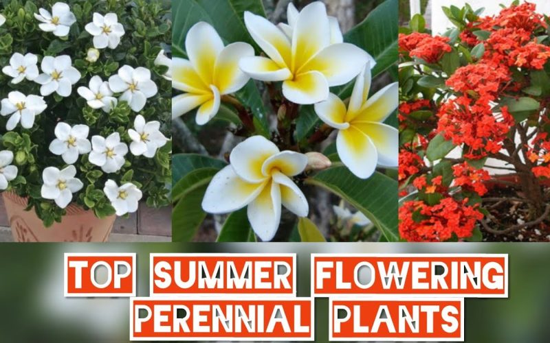 Summer Flowering Plants in India