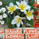 Summer Flowering Plants in India