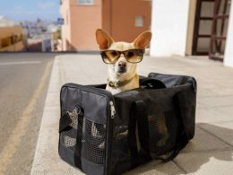 little dog carrier