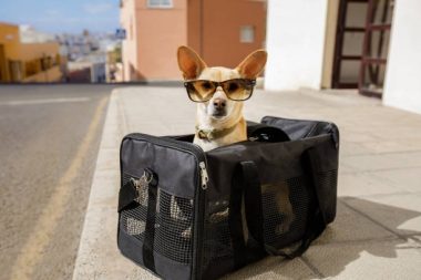 little dog carrier