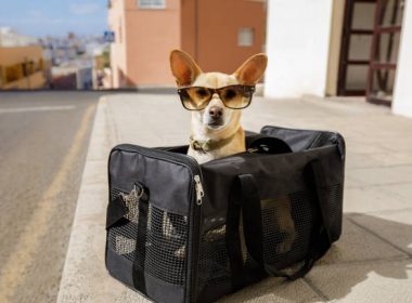 little dog carrier