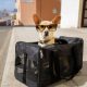 little dog carrier