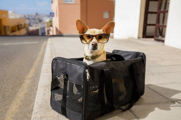 little dog carrier