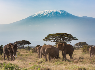 Why Kenya Tour Package Are Perfect for Nature Lovers