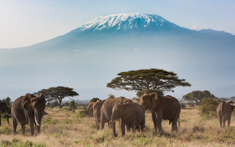 Why Kenya Tour Package Are Perfect for Nature Lovers