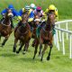 Racing Betting