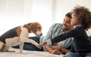 Walmart Supercenter Pet Supplies: 2025 Shopping Guide