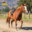 Horse hauling california