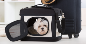 Walmart Supercenter Pet Supplies: 2025 Shopping Guide